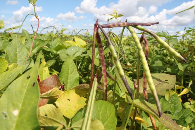 Feijão caupi, o mais consumido no Nordeste