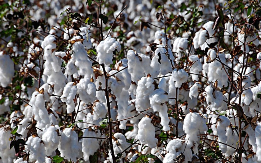 algodão fundeagro