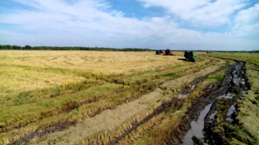 Em áreas alagadiças, só tratoristas experientes conseguem trabalhar