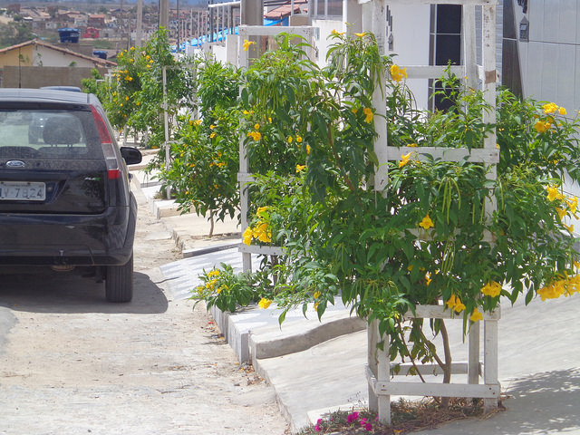 Em Campina Grande, árvores bem protegidas, para aumentar sombra e diminuir a temperatura na cidade.
