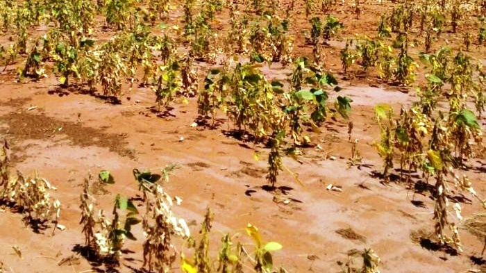 lavouras-queimadas-3