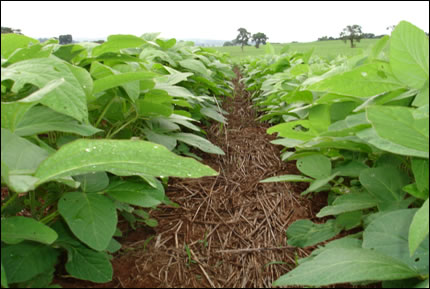 Soja em plantio direto sobre palhada de milheto: responsabilidade com a conservação do solo