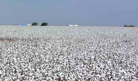 algodao-fazenda-portal-agron