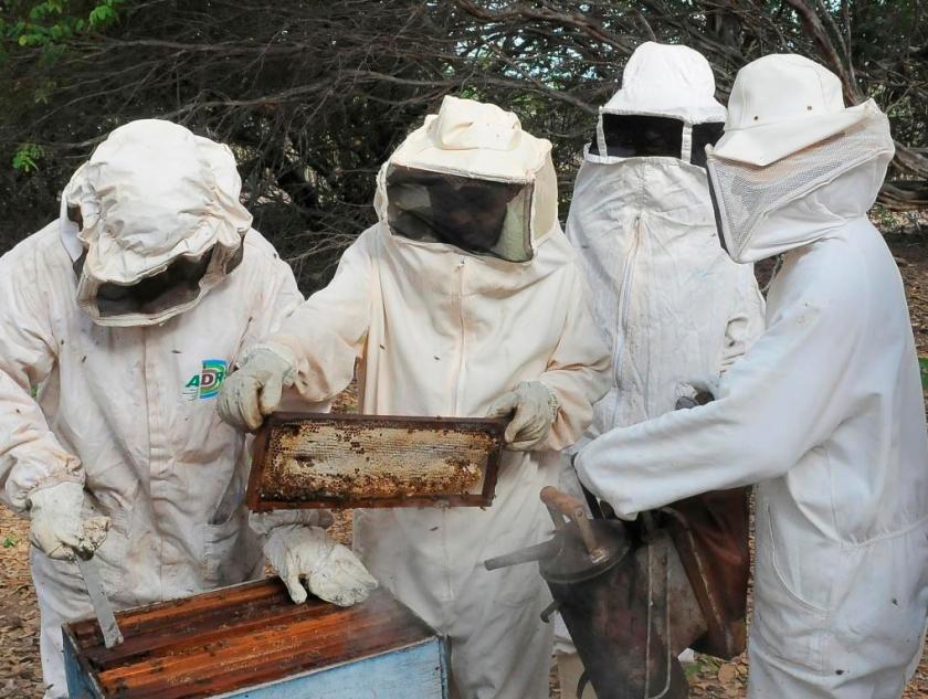 apicultura 1