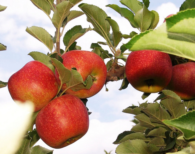 29932594964_fef3ca1e44_z