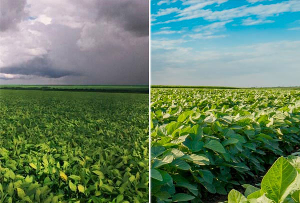 Água no pé e sol na cabeça, o que a soja deseja.