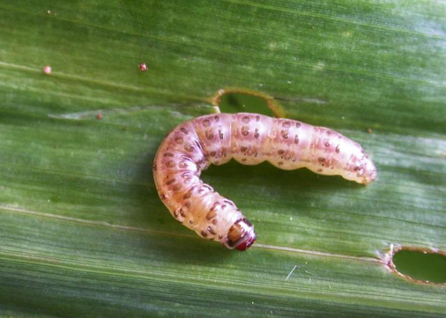 Fotos: Johnnnie Van Den Berg