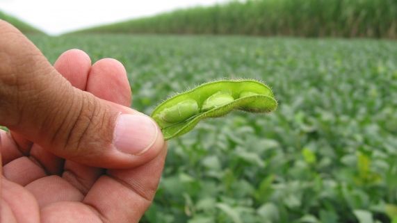 soja-2-reproducao-internet32