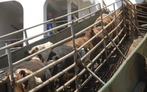 exportacoes-gado-vivo