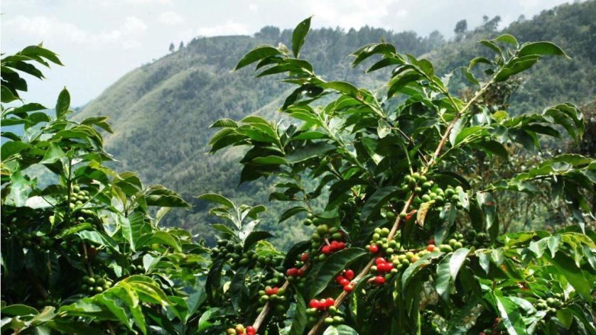 Café robusta, produzido por dezenas de milhares de pequenos produtores.