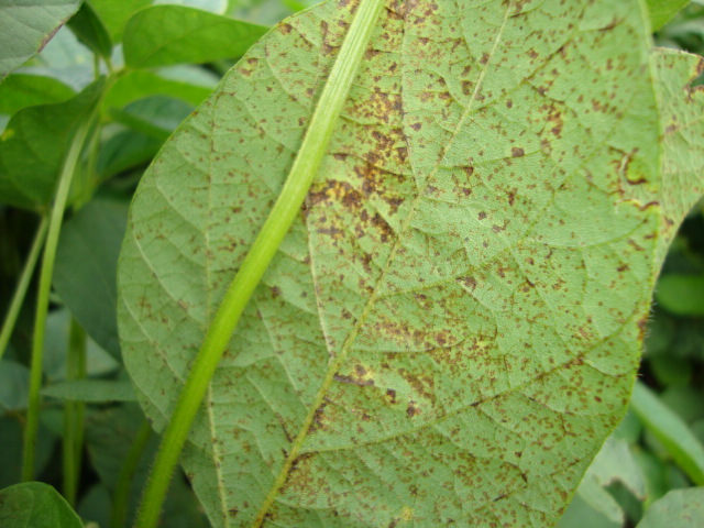 fotos-da-lavoura-438