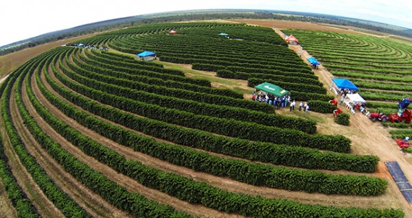 Lavouras de café do Oeste baiano passam por validação de mapeamento |  Jornal O Expresso
