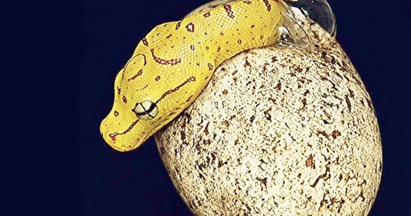 THE EAGLE VIEW: O OVO DA SERPENTE E O PROTOFASCISMO BEM INTENCIONADO