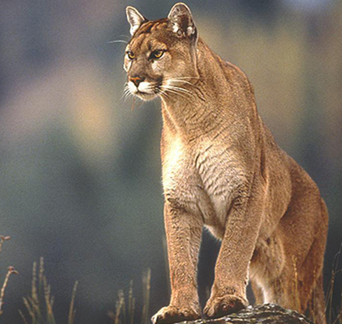 ONÇA-PARDA OU SUÇURANA (Puma concolor) - Klima Naturali™