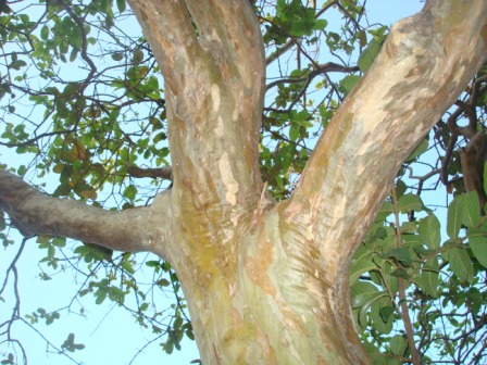 Orquídeas - Fonte de Terapia